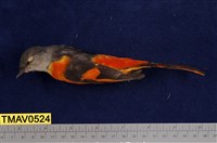 藏品(灰喉山椒鳥)的圖片